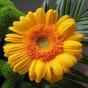 Meet your Posher, Rosa